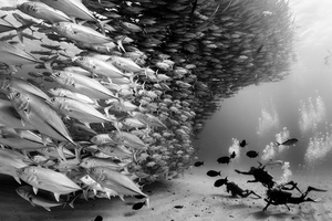 Divers and Jacks