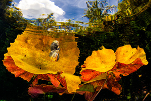 Water plants, snail and clouds at Cenote Dos Ojos
