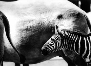 Zebra