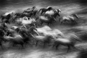 Herd