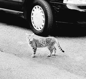 Athens Cats_5