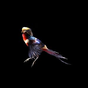 Golden pheasant to eat in France