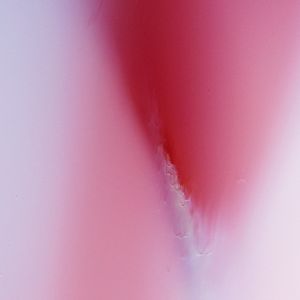 Body Archive: Dissection IV