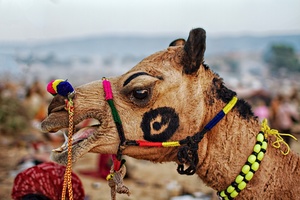 Camel at Pushkar fair