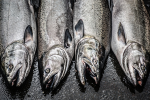 Fall chinook salmon