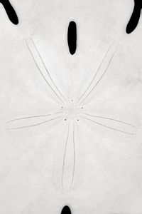 Sand dollar.