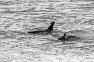 Orcas