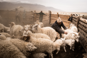 Mongolian cashmere