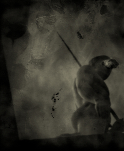 Chiaroscuro