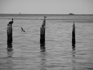 Birds on Posts, Key West