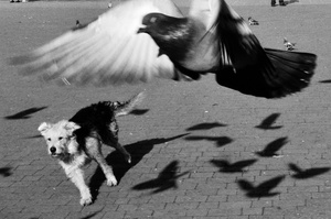 Lviv 2009