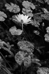 Flowers 04