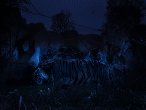 Panthera Tigris.