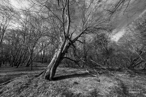 Danemead Nature Reserve | 04