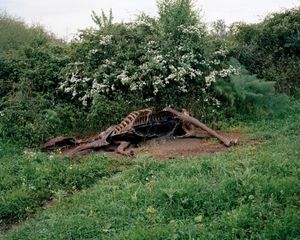 Dead Horse, 40 x 50 inches, c-print, 2011 © Marisa Portolese