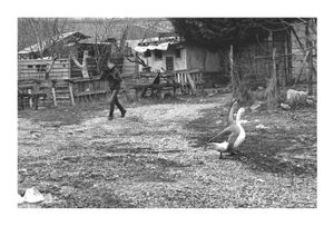 Boy and Geese, Furnishers Zone, Serdivan, Sakarya, 03.02.2018