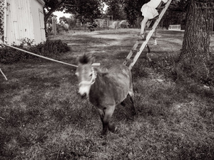 Wild Pony