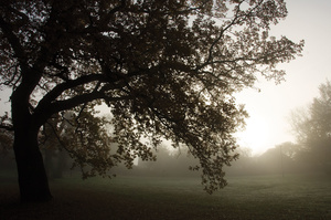 Trees in the early morning Sunny Hill Park