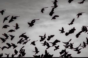 City Crows