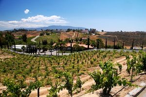 Temecula Vineyards