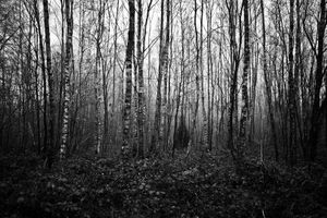 © Andreas Kaiser