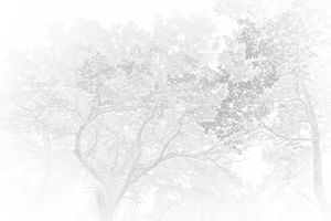 Social Beings 18