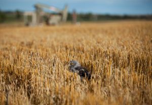 Taking cover in the Bakken
