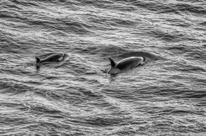 Orcas