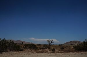Saddleback Butte with a Joshua Tree
