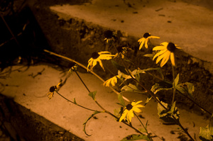 Flowers & Steps