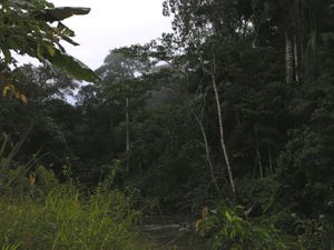 "Tanguntsa"