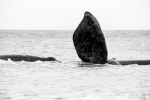 Whale BYN