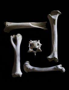 Nature Morte # 22 (Greek Key)