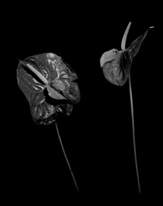 Anthurium 5
