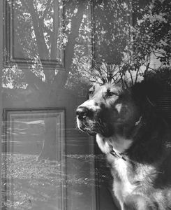 Doggy Daydream