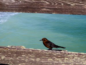 Kure Beach 14