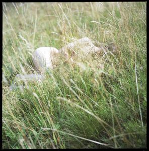 dans les herbes