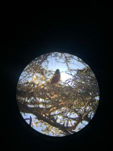 Robin in Cedar