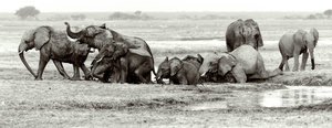 taking a bath at the end of the day. Kafue National Park Zambia