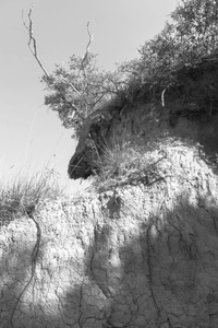 grand cerf à dos blanc