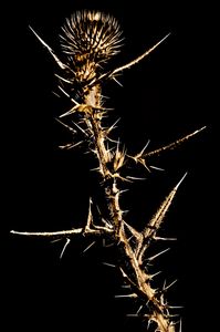 “Crown of Thorns”