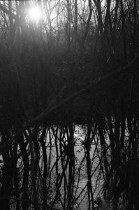 I had a dream and I talked with a tree