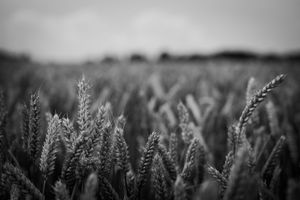Wheat