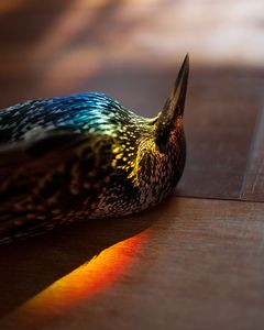Sturnus Vulgaris