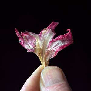 petrified gladiolus