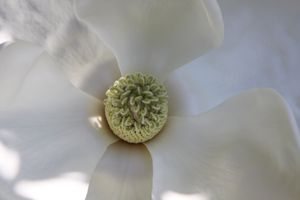 Magnolia Close-up - South Carolina