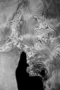 Tree Stories 1