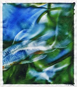 © Wendi Schneider "Aquaria"