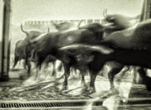 San Fermin bull-run 2015