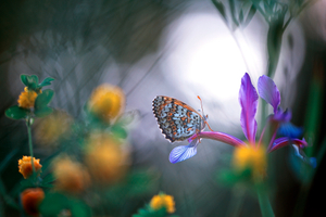 Butterfly
